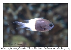 Indian Half-and-half Chromis