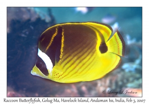 Raccoon Butterflyfish