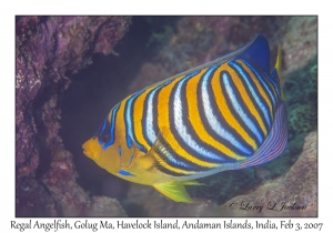 Regal Angelfish