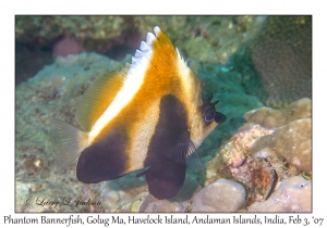 Phantom Bannerfish