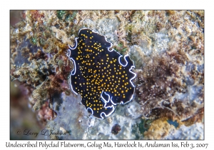 Undescribed Polyclad Flatworm