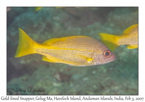 Golden-lined Snapper