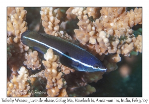 Tubelip Wrasse juvenile phase