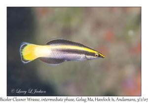Bicolor Cleaner Wrasse intermediate phase