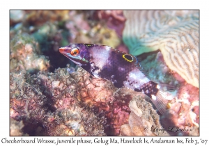 Checkerboard Wrasse juvenile phase