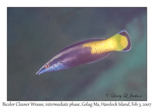 Bicolor Cleaner Wrasse