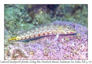 Latticed Sandperch female