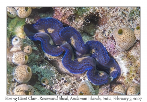 Boring Giant Clam