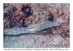 Banded Goby pair