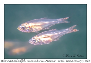 Unknown Cardinalfish