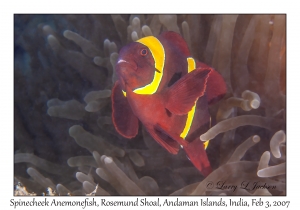 Spinecheek Anemonefish