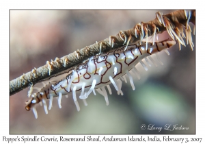 Poppe's Spindle Cowrie