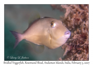 Bridled Triggerfish