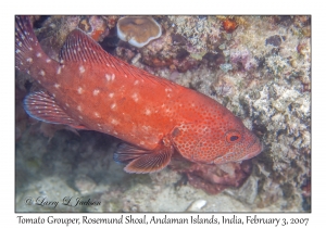 Tomato Grouper