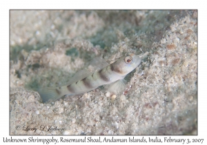 Unknown Shrimpgoby