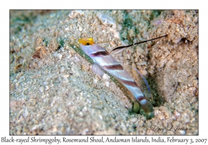 Black-rayed Shrimpgoby