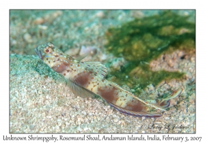 Unknown Shrimpgoby