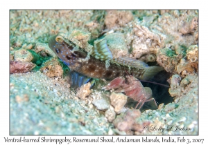 Ventral-barred Shrimpgoby