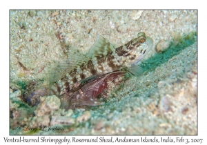 Ventral-barred Shrimpgoby