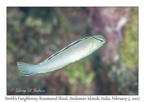 Smith's Fangblenny