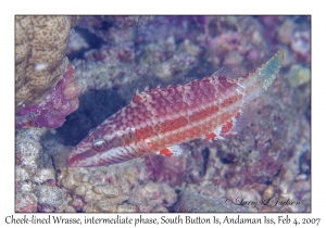 Cheek-lined Wrasse intermediate phase