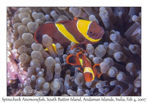 Spinecheek Anemonefish pair