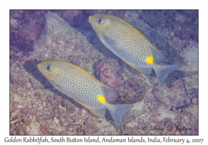 Golden Rabbitfish