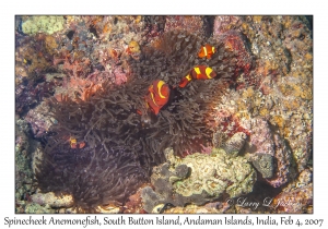 Spinecheek Anemonefish