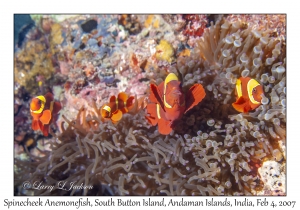 Spinecheek Anemonefish