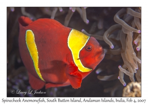 Spinecheek Anemonefish