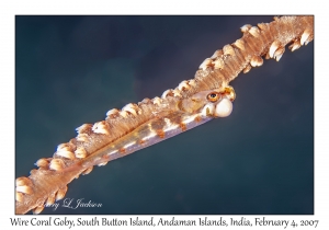 Wire Coral Goby