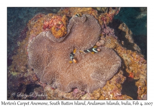 Merten's Carpet Anemone