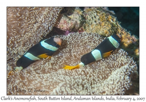 Clark's Anemonefish