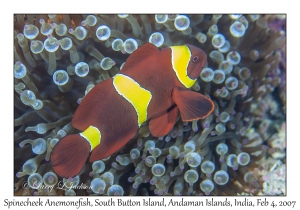 Spinecheek Anemonefish