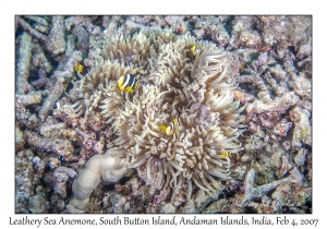 Leathery Sea Anemone