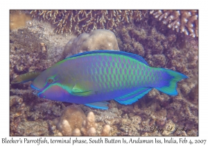 Bleeker's Parrotfish terminal phase