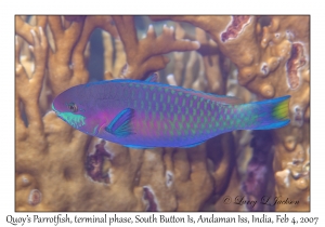 Quoy's Parrotfish terminal phase