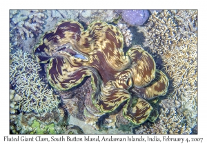 Fluted Giant Clam