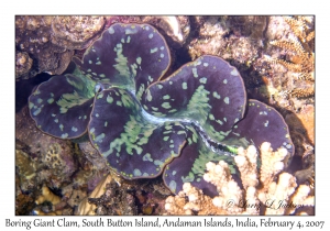 Boring Giant Clam