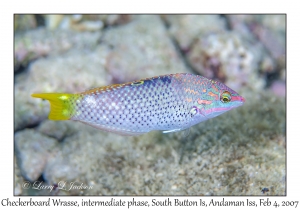 Checkerboard Wrasse intermediate phase