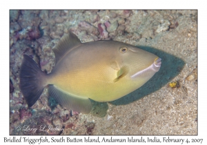 Bridled Triggerfish