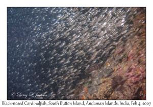 Black-nosed Cardinalfish