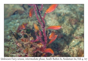 Unknown Fiairy-wrasse itermediate phase