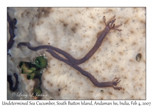 Undetermined Sea Cucumber