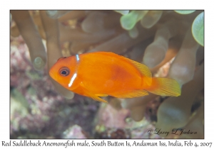 Red Saddleback Anemonefish male