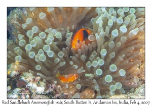 Red Saddleback Anemonefish pair