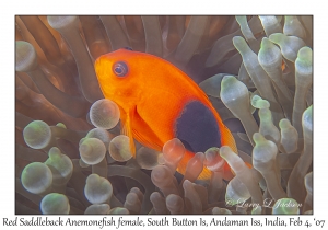 Red Saddleback Anemonefish female