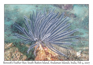 Bennett's Feather Star