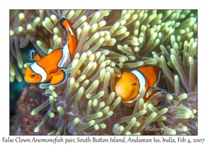 False Clown Anemonefish pair