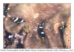 Clark's Anemonefish